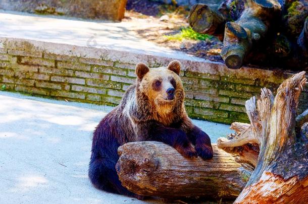 棕色的欧洲的熊面容,熊属大小熊星座统称大小熊星座统称.