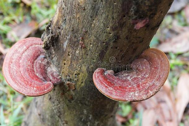 灵芝清明的蘑菇.