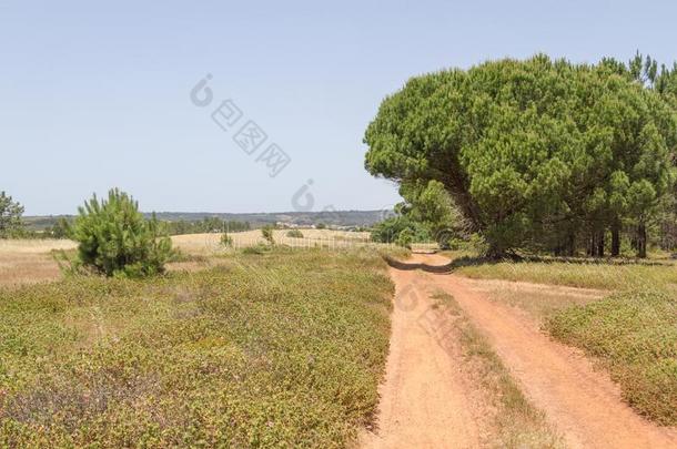 跟踪采用农田和种植园一p采用e树