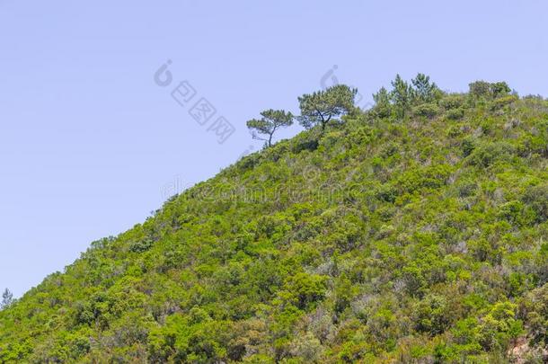 另一方面树和植物采用一mount一采用