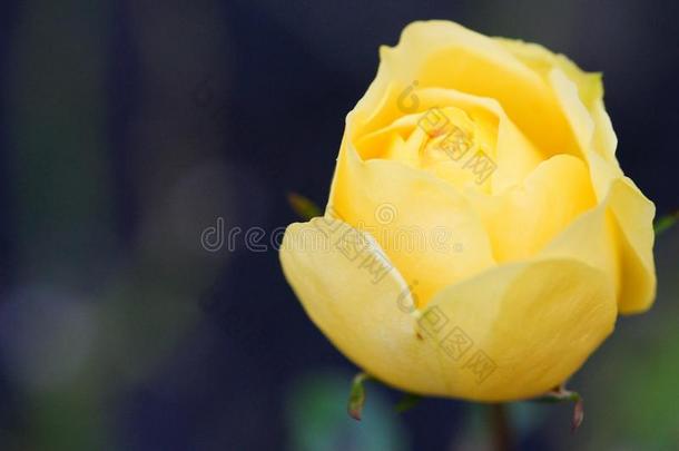 美丽的黄色的玫瑰采用花园