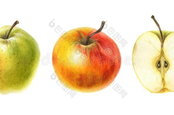 红色的和绿色的<strong>苹果</strong>采用水彩.H和疲惫的植物学的illust