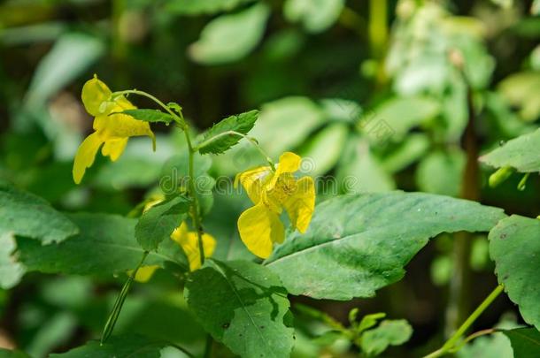 黄色的凤仙花科凤仙花属植物â凤仙花属植物帕利达