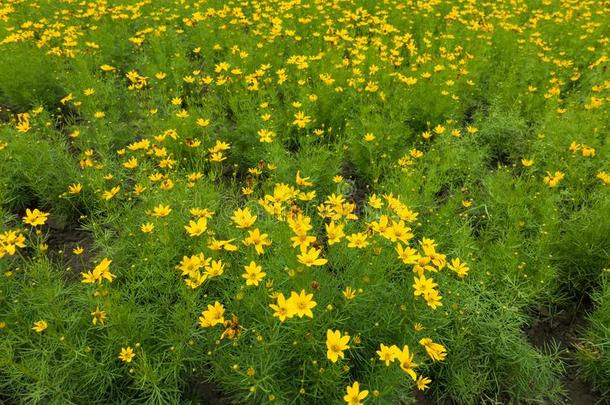 花床和签关于花关于金鸡菊维蒂奇拉塔