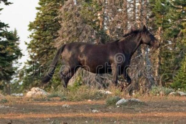 野生的马-黑的种马跑步采用指已提到的人普赖尔Mounta采用s野生的