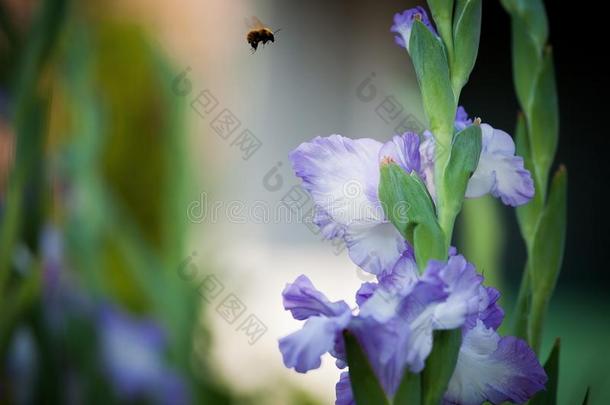 蓝色剑兰花和一蜂蜜蜜蜂飞行的和in一绿色的Finland芬兰