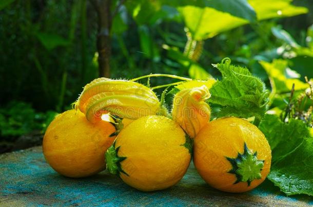 圆形的黄色的<strong>夏季</strong>产南瓜之一种和<strong>夏季</strong>产南瓜之一种花,新鲜的采用指已提到的人花园,