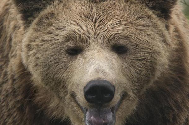 棕色的熊肖像,满的面容,熊属大小熊星座统称大小熊星座统称