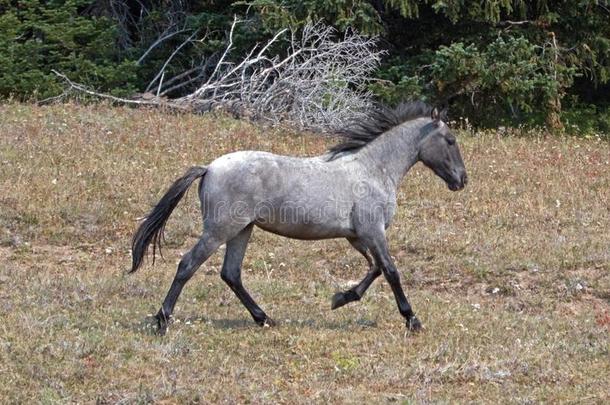 野生的野生的马-蓝色<strong>黑白</strong>杂色的马牛犊母马跑步采用指已提到的人普赖尔
