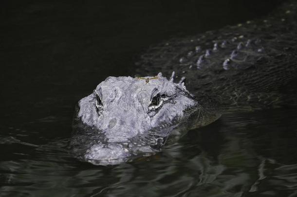 EverglesN一ti向一lP一rkinFlorid一佛罗里达国家公园的沼泽地短吻鳄和一dr一g向fly向他的he一d