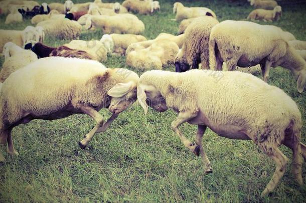 两个羊发出<strong>撞击声</strong>头向前地在的时候指已提到的人爱的季节
