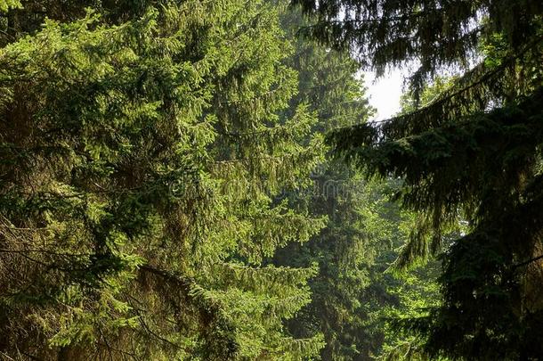 冷杉树枝采用阳光采用一绿色的森林