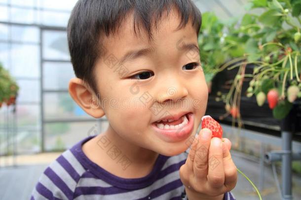日本人男孩采摘草莓