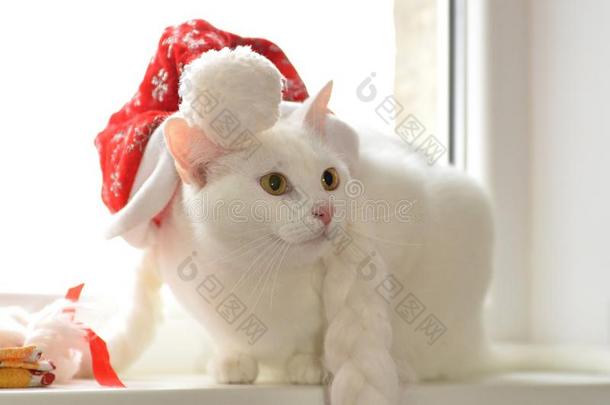 白色的猫和红色的帽子