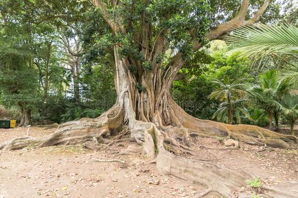 一老的树采用上侧桥德尔加达向指已提到的人岛关于SaoPaulo圣保罗米格尔,Portugais葡萄牙语