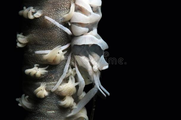 鞭打珊瑚虾