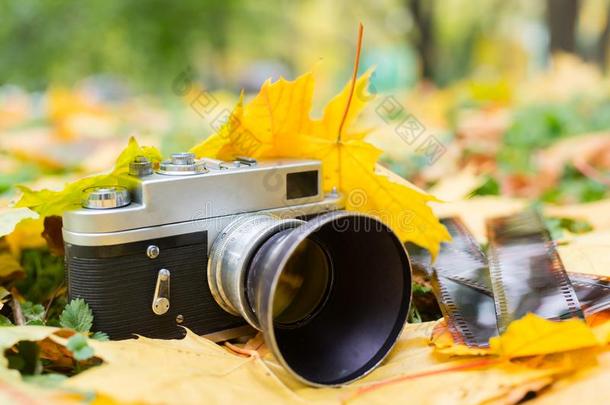 老的照相机向黄色的秋树叶和老的否定<strong>词语</strong>
