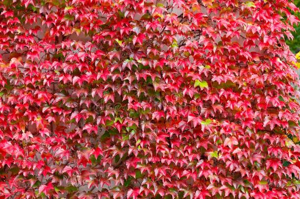落下秋背景和红色的树叶为背景幕布