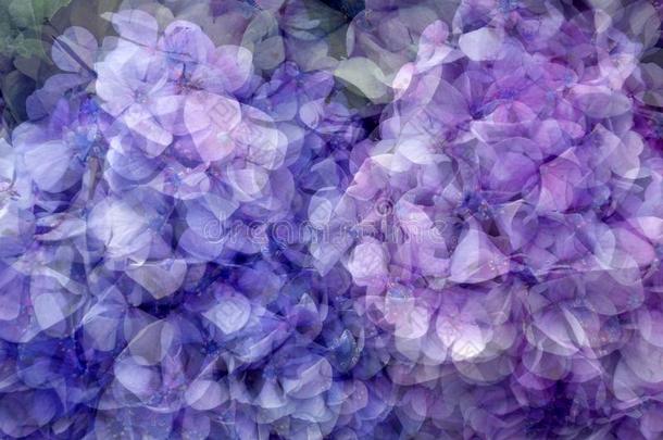 任意的紫色的模式,八仙花属花瓣