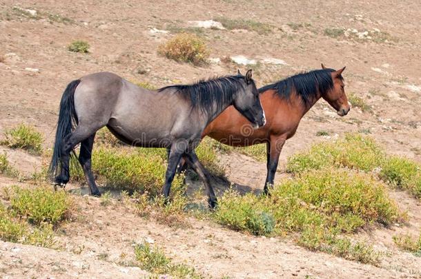 灰色银鹤种马和湾母马野生的马采用指已提到的人普里奥。