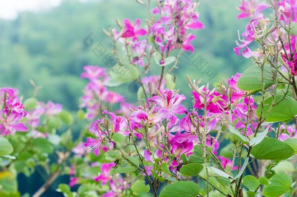 关闭着的在上面粉红色的花<strong>羊蹄甲</strong>属植物紫癜或蝴蝶树
