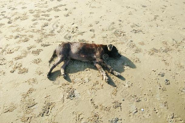 棕色的狗睡轻松向沙的海滩在黎明<strong>日</strong>出.