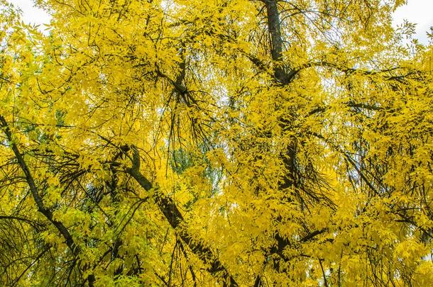 指已提到的人树是（be的三单形式黄色的采用秋.