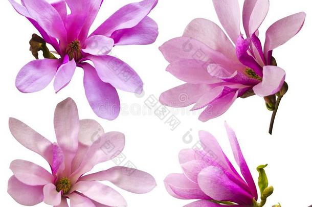 装饰关于很少的木兰花.粉红色的木兰花使隔离