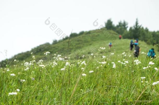 中国河北黑龙山草地立场风景