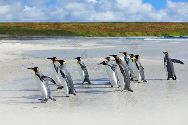 组关于国王企鹅<strong>即将</strong>到来的背同时从海向海滩winter冬天
