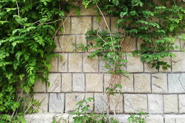 老的墙和装饰的植物-<strong>绿色</strong>的树枝关于<strong>藤蔓</strong>植物