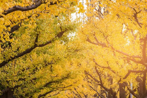 银杏树叶子黄色的颜色在的时候秋季节