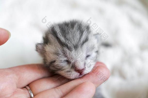 漂亮的小猫是（be的三单形式有条纹的.小猫婴儿