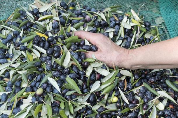 手浸入的采用质量`塔吉亚斯卡`橄榄