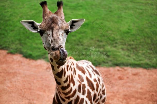 长颈鹿指已提到的人舌头粘的出局和享有在动物园