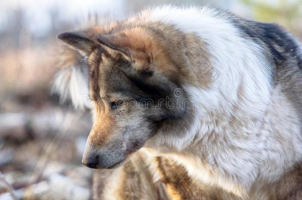 指已提到的人东西伯利亚的莱卡犬(有关系的产嗓子哑的).打猎地点