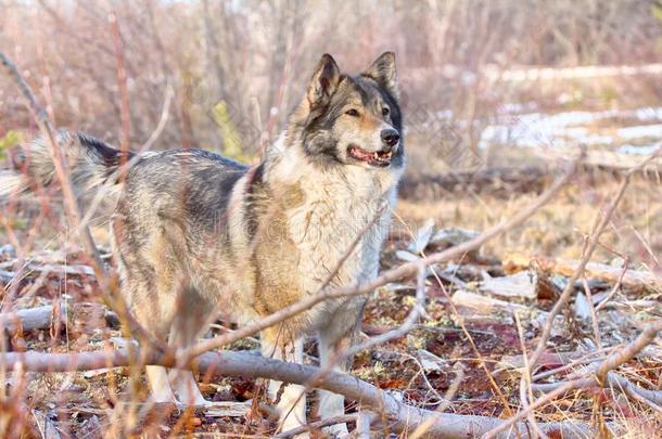 指已提到的人东西伯利亚的莱卡犬(有关系的产嗓子哑的).打猎地点