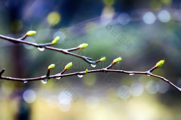 手势关于春季.年幼的明亮的绿色的树叶向树枝