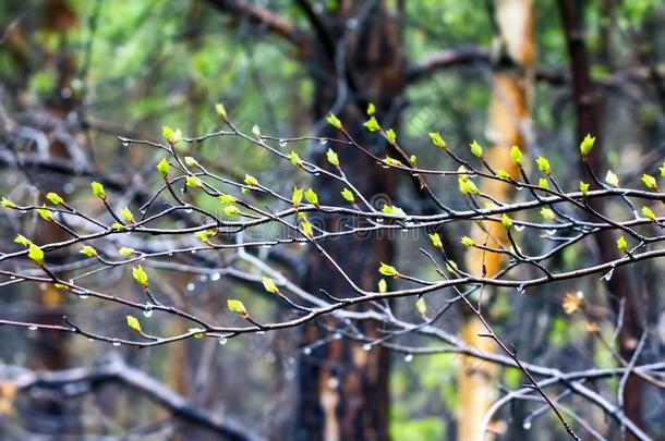 手势关于春季.年幼的明亮的绿色的树叶向树枝