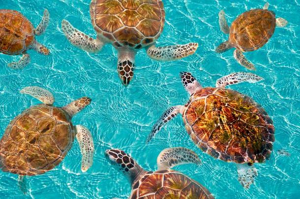 海滨度假胜地幻境海龟光影计数向加勒比海
