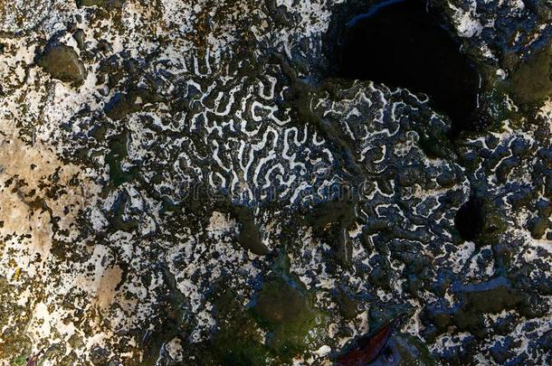 脑珊瑚石头详述采用海滨度假胜地幻境