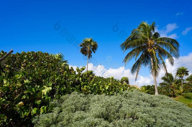 秋马椰子手掌树海滩海滨度假胜地幻境