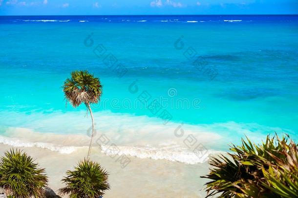 图卢姆绿松石海滩手掌树采用海滨度假胜地幻境在幻境n