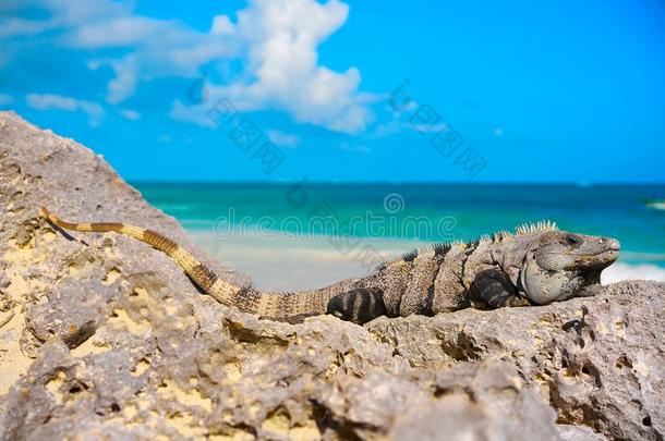 墨西哥人鬣鳞蜥采用图卢姆采用海滨度假胜地幻境