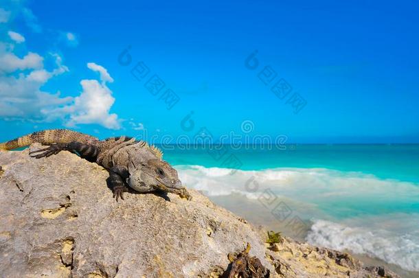 墨西哥人鬣鳞蜥采用图卢姆采用海滨度假胜地幻境