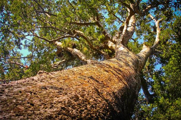 丹尼斯Mahuta,指已提到的人最高的树采用新的西兰岛