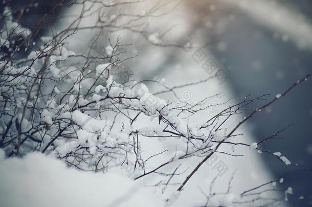 灌木采用雪采用多云的<strong>雪天</strong>气.