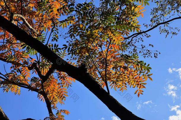 秋树叶关于蜡树