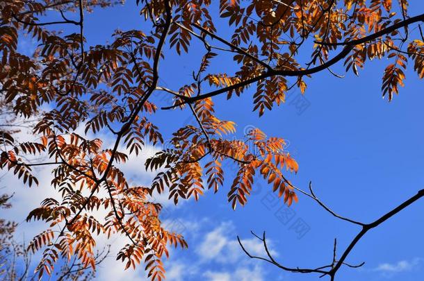 秋树叶关于蜡树