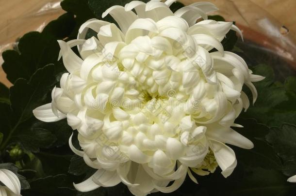 菊花白色的花